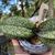 Phal. pulcherrima var marmorata