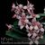 Maxillaria scalariformis 