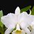 C. labiata var alba  (' Purity " x ' Angel ')