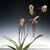 Paph. philippinense var roebelenii (" Norman "  x self) 