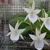 Angraecum leonis ('Ivory' x 'Easter')