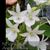 Angraecum leonis ('Ivory' x 'Easter')