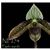 Paph. wardii  (wardii 'Dark Galaxy' HCC/AOS x wardii 'Dark Spell')