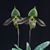 Paph. wardii  (wardii 'Dark Galaxy' HCC/AOS x wardii 'Dark Spell')
