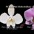 Phal. Rothschildiana  (amabilis  fma Irian Java '24 H Fragrance ' x schilleriana ' Sakura ') 