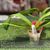 Paph. Charlene (haynaldianum x liemianum)