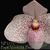 Paph. Vanda M. Pearman  (bellatulum x delenatii var vinicolor) 