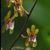 Oerstedella  roseovaregata