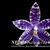 Phal. YangYang Blue Baby (Jennifer Palermo ' Blue Hawaii' x lueddemanniana fma coerulea)