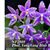 Phal. YangYang Blue Baby  (Jennifer Palermo ' Blue Hawaii' x lueddemanniana fma coerulea) 