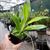 Cnths. amazonica