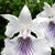 Cochleanthes amazonica  ( 'Jumbo' x 'Cali' )  