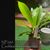 Cnths. amazonica