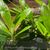 Cnths. amazonica