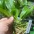 Cnths. amazonica