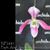 Paph. Ariel  (bellatulum x haynaldianum var album)