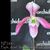 Paph. Ariel  (bellatulum x haynaldianum var album)