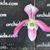 Paph. Ariel  (haynaldianum var album x bellatulum)