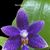 Phal. Norman's Blue Bunny  (Lioulin Blue Star ' Norman' x tetraspis ' Blue Hawaii' FCC/AOS)
