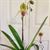  Paphiopdilum Zycleon  (Pinocchio x rothschildianum 'Rex ' FCC/AOS )