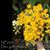 Den. griffithianum (griffithianum ' 24 K ' x self)