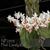 Phal. Lovely Kid  (lobbii var alba x parishii var alba) 
