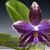 Phal. YangYang Blue Flash  (Penang Violacea x lueddemanniana var coerulea ' Prince')