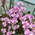 Phal. schilleriana ('Cherry Blossom' x 'Prince')