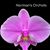 Phal. schilleriana ('Prince' x 'Purple Queen')