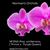 Phal. schilleriana ('Prince' x 'Purple Queen')