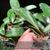 Phal. schilleriana ('Prince' x 'Purple Queen')