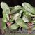 Phal. schilleriana ('Prince' x 'Purple Queen')