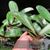 Phal. schilleriana ('Prince' x 'Purple Queen')