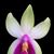 Phal. bellina f. murtoniana  ('Penang Prince' x 'Norman' CHM/AOS)