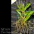 Den. linguiforme  ('White Angel' x 'Peace')