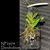 Den. linguiforme  ('White Angel' x 'Peace')