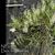 Den. linguiforme  ('White Angel' x 'Peace')
