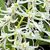 Den. linguiforme  ('White Angel' x 'Peace')