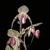 Paph. Rollie Wilson  (Hung Sheng Eagle ' Best ' x rothschildianum ' Rex ' FCC/AOS) 