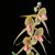 Paph. Rollie Wilson (Hung Sheng Eagle ' Best ' x rothschildianum ' Rex ' FCC/AOS) 