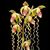 Paph. Chiu Hua Dancer  (gigantifolium ' Huar Jin' x sanderianum ' Haur Jin #1 ') 
