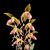 Paph. Chiu Hua Dancer  (gigantifolium ' Huar Jin' x sanderianum ' Haur Jin #1 ') 
