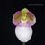 Paph. micranthum var eburneum (" Doung Ming ' x " Darling ")