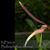 Bulbophyllum dennisii  