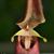 Bulbophyllum dennisii  