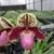 Paph. Candor Good Henry (henryanum x leucochilum)