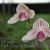 Paph. Chou-Yi Rookie  (thaianum ' Pearl' x rothschildianum ' Rex' FCC/AOS)