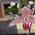 Paph. Chou-Yi Rookie  (thaianum ' Pearl' x rothschildianum ' Rex' FCC/AOS)