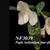 Paph. bellatulum fma. album 
