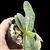Paph. bellatulum fma. album 